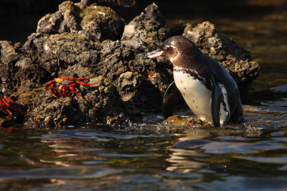 Pingüino (Spheniscus mendiculus)